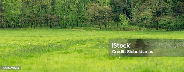 Meadow In Front Of A Mixed European Forest In Spring Stock Photo - Download Image Now