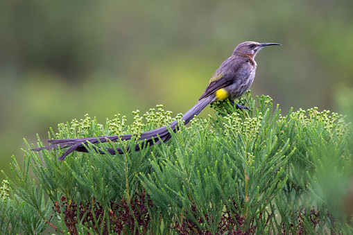 Endemic cape sugarbird perching in fynbos vegetation Western Cape