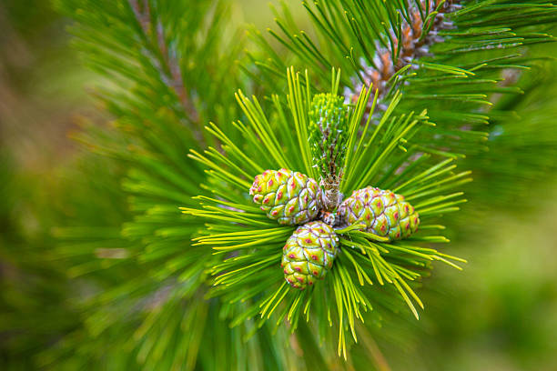 Young Triple Cone On A Branch Of Pine Tree stock photo