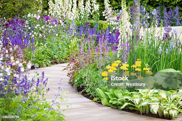 Flower Bed Stock Photo - Download Image Now - Foxglove, Lupine - Flower, Flowerbed