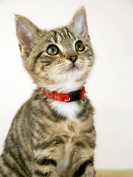 istock Cute wided eyed kitten looking upwards 486028972