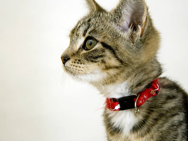 istock Cute wided eyed kitten looking sideways 486028974
