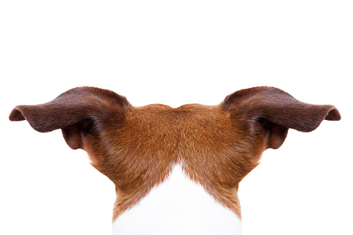 jack russell dog looking and staring somewhere, from behind back rear torso, isolated on white background