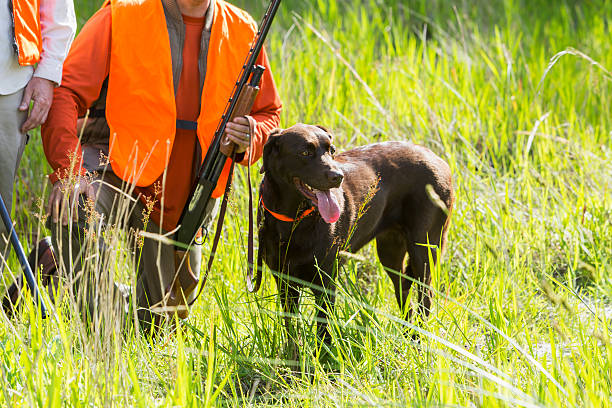 istock Hunters with shotguns and labrador retriever 486029302