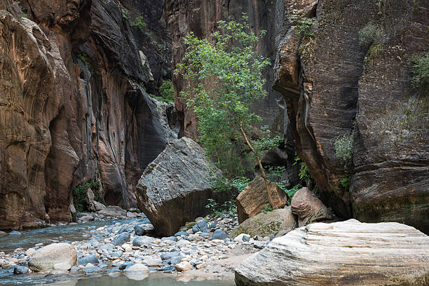 istock Zions The Narrow 486031860