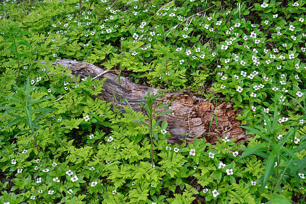 istock Bunchberry Flowers in Alaska 486033172