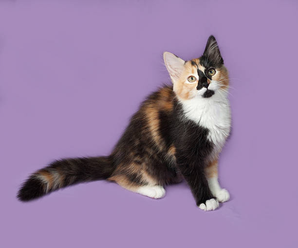 istock Tricolor kitten sitting on lilac 486033430