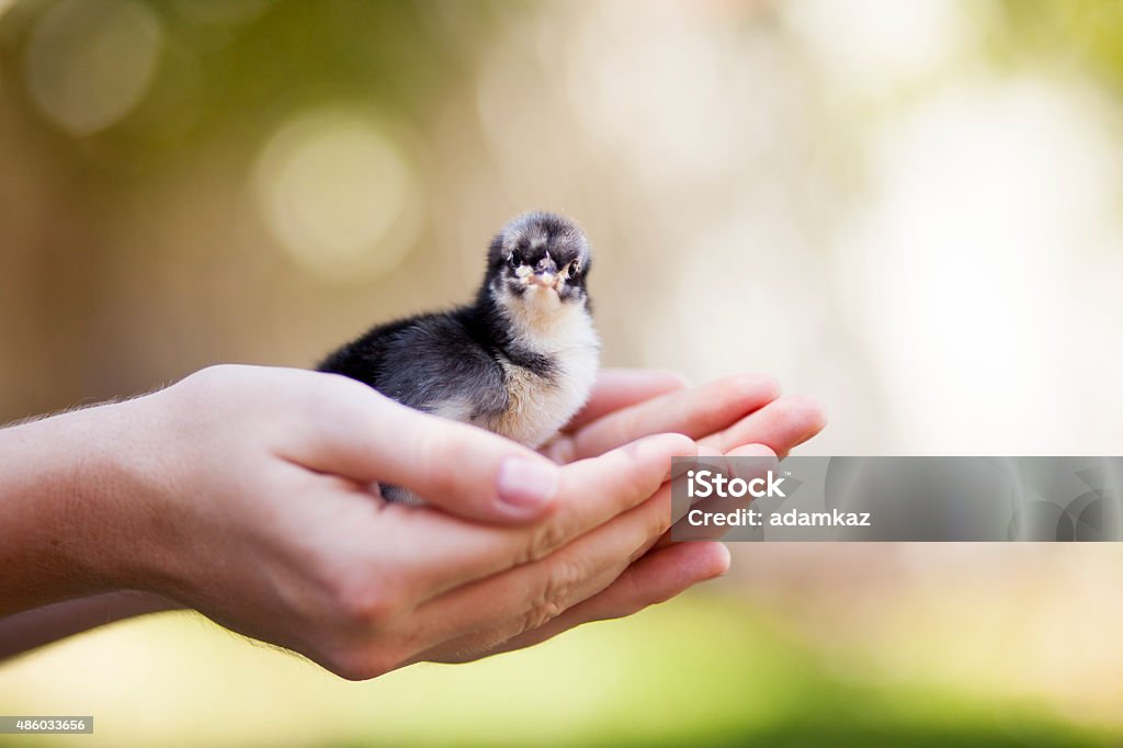 Baby Chick Black Australorp Close up image of a baby chicken being held, Black Australorp breed. 2015 Stock Photo