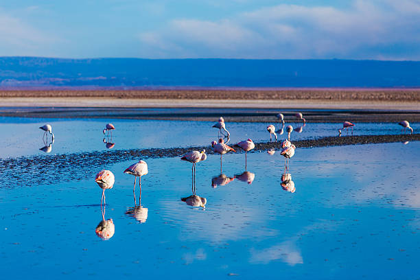 istock Atacama Desert with wild Flamingos, Chile 486035211