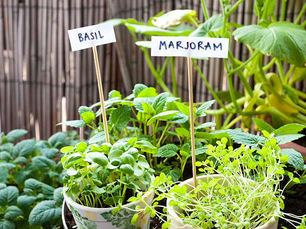 Balcony herb garden stock photo