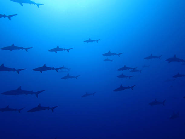 istock School of Sharks 486038297