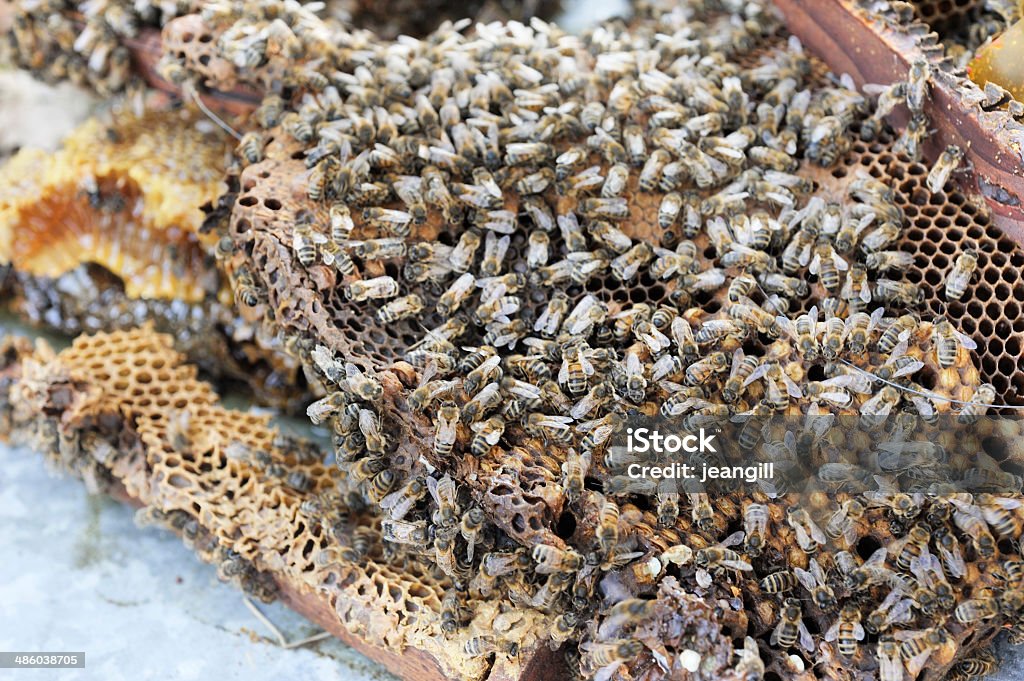 Honeybees e miele sul vecchio telaio - Foto stock royalty-free di Abbracciare gli alberi
