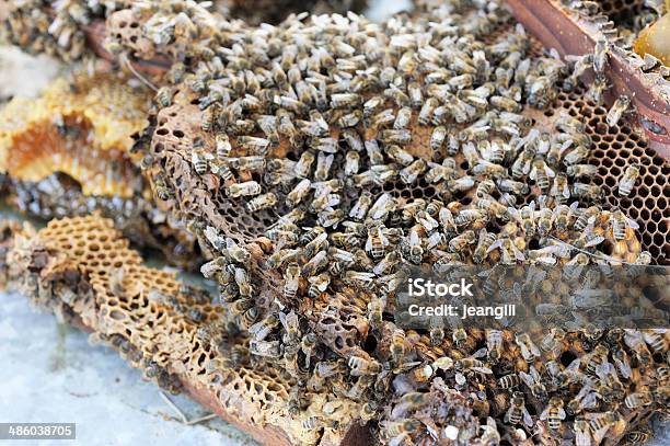 Honeybees E Miele Sul Vecchio Telaio - Fotografie stock e altre immagini di Abbracciare gli alberi - Abbracciare gli alberi, Agricoltura, Ambientalista