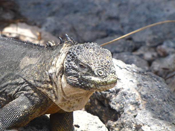 istock Lizard Sunning in the Galapagos 486038743