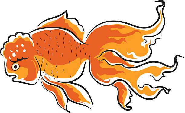 Oranda Svg Oranda Illustrations, Royalty-Free Vector Graphics & Clip Art - iStock