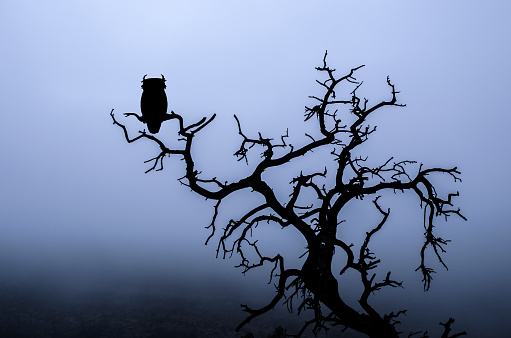 A dark and spooky tree with an owl silhouette on a foggy Halloween night