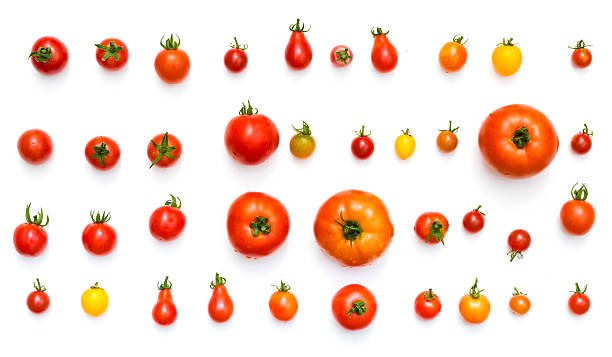 istock all kinds of tomatos isolated on white background 486041708