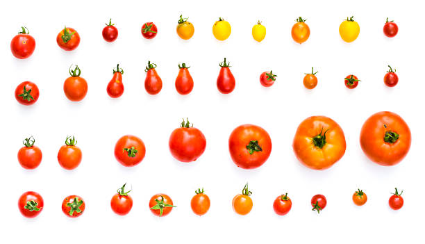 istock all kinds of tomatos isolated on white background 486041710