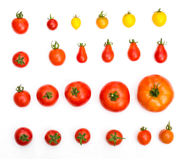 istock all kinds of tomatos isolated on white background 486041832