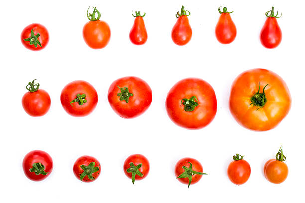 istock all kinds of tomatos isolated on white background 486041834