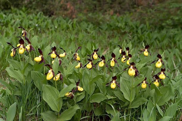 yellow wild lady slipper in naturepark lechtal