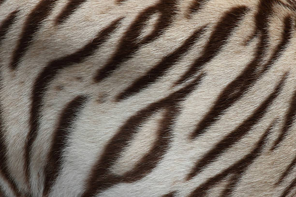 white bengal tiger fur stock photo