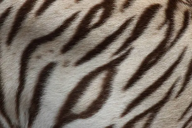 textured of real white bengal tiger fur