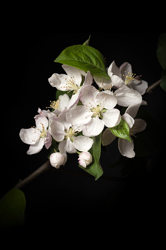 Apple blossom isolated on black background