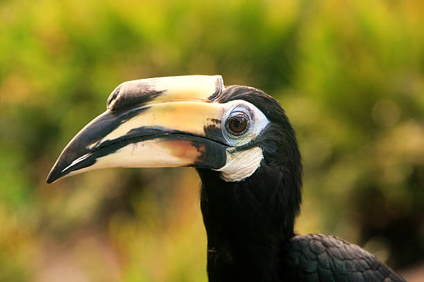 istock Oriental Pied Hornbill, Sepilok, Borneo, Malaysia 486044385
