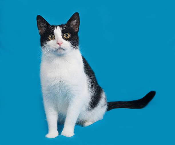 istock White and black cat sittng on blue 486044988