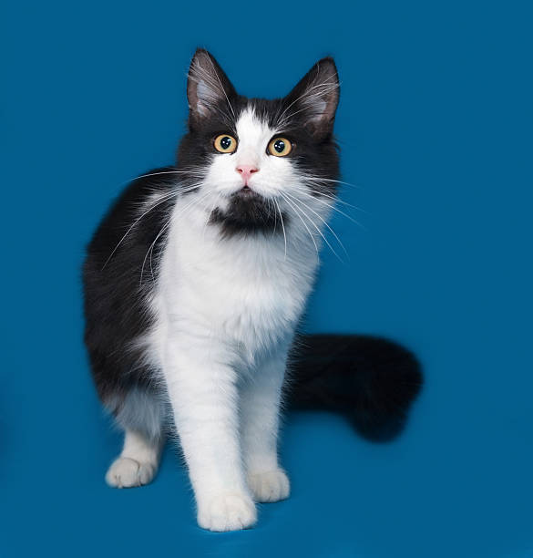 istock Fluffy black and white cat sitting on blue 486045010
