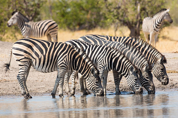 istock Herd of Plains Zebra (Equus burchellii) drinking in South Africa 486045913