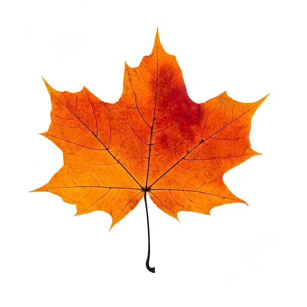 autumn fallen maple leaf isolated on white background