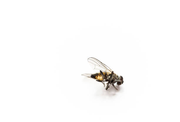 Squshed Fly Insect 2,600+ Squashed Bug Stock Photos, Pictures & Royalty-Free Images - iStock