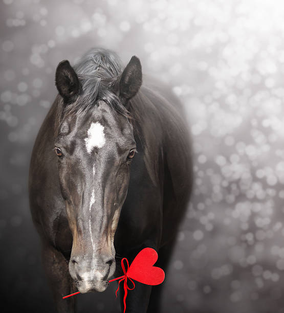 cheval noir avec cœur, pour la saint-valentin - horse animal head laughing animal photos et images de collection