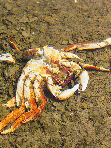 Dead crab inside water stock photo