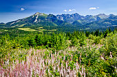 Summer Tatra Mountains landscape