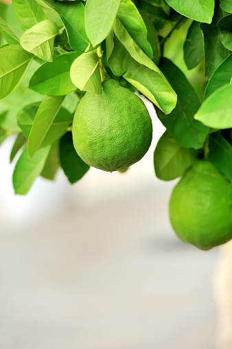 Lime fruit on a tree