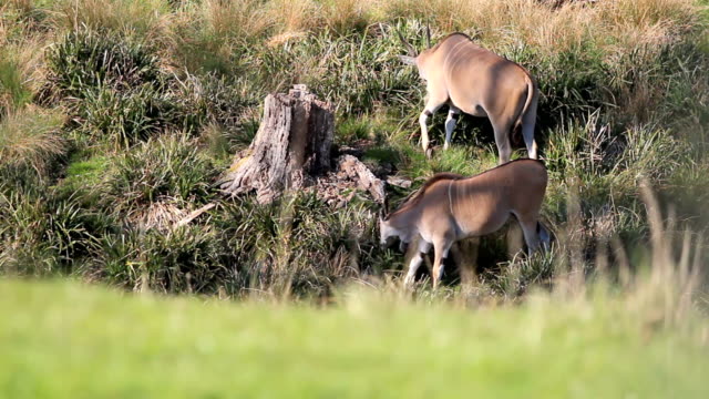 Pair of Eland Antelope grazing by a river