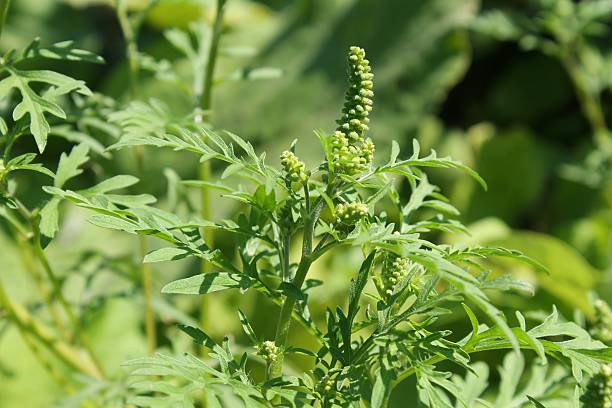 Ragweed plant Ragweed plant flowering outside. A heavy allergen ragweed stock pictures, royalty-free photos & images