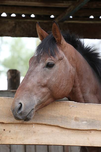 istock The horse in the stall. 486054508