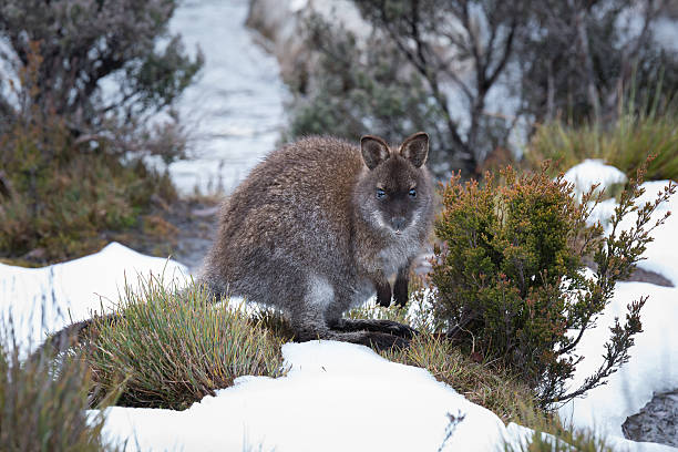 istock Pademelon in the snow 486054834