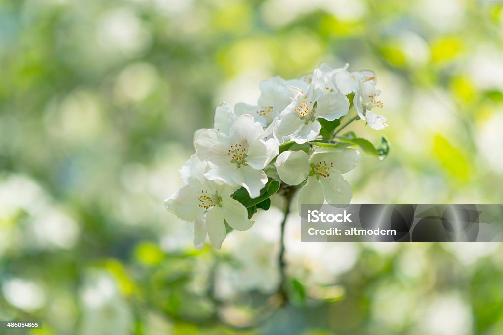 apple blossoms colorful photo of apple blossoms with copy space Apple - Fruit Stock Photo