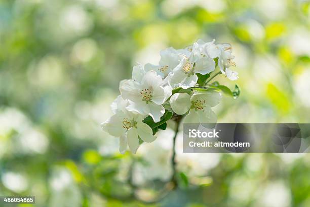 Apple Blossoms Stock Photo - Download Image Now - Apple - Fruit, Apple Blossom, Apple Tree