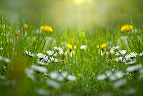 istock Little daisy and dandelion in meadow 486054931