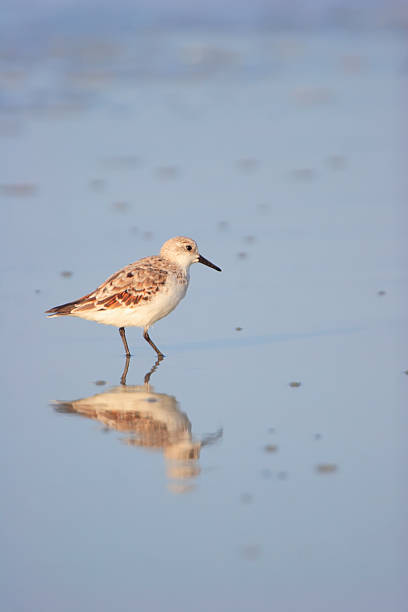 istock Sandpiper in shalow ocean water 486054945