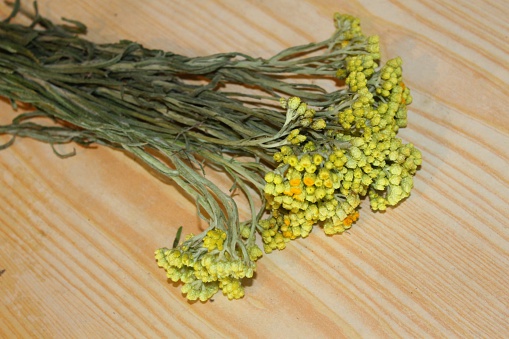 Helichrysum arenarium ( Immortelle ) medical flowers on the table