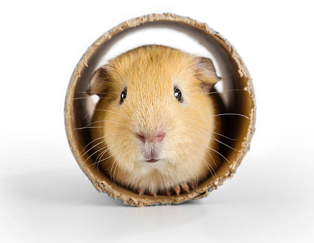 istock Guinea Pig in a tube. 486056737