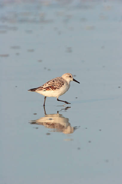 istock Sandpiper on blue, ocean beach 486057373