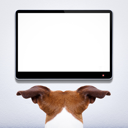 jack russell dog in front of a blank and empty tv television or pc computer screen,  watching  and looking very carefully what is on